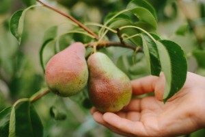 87258586 - ripe organic cultivar pears in the summer garden