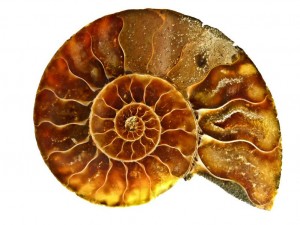 STOCK_rotated_golden_ammonite_28070666_m